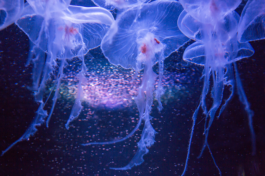 Meet Pompano Beach’s New Jellyfish Museum